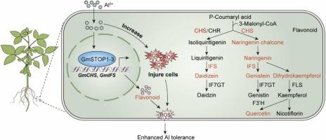 GmSTOP1-3 regulates flavonoid synthesis to reduce ROS accumulation and enhance aluminum tolerance in soybean