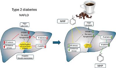 Coffee Bioactive N-Methylpyridinium: Unveiling Its Antilipogenic Effects by Targeting De Novo Lipogenesis in Human Hepatocytes