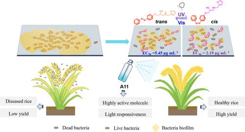 Engineering the novel azobenzene-based molecular photoswitches for suppressing bacterial infection through dynamic regulation of biofilm formation.