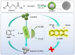 A nano-biosensing platform based on CuS-BSA for label-free fluorescence detection of Escherichia coli†