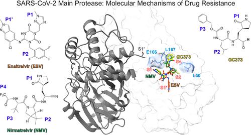 Effects of SARS-CoV-2 Main Protease Mutations at Positions L50, E166, and L167 Rendering Resistance to Covalent and Noncovalent Inhibitors.