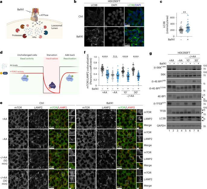 Spatial and functional separation of mTORC1 signalling in response to different amino acid sources