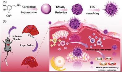 Ultra-Small Copper-Based Multienzyme-Like Nanoparticles Protect Against Hepatic Ischemia-Reperfusion Injury Through Scavenging Reactive Oxygen Species in Mice