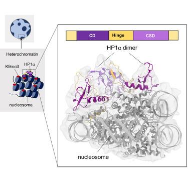 Structural mechanism of HP1⍺-dependent transcriptional repression and chromatin compaction