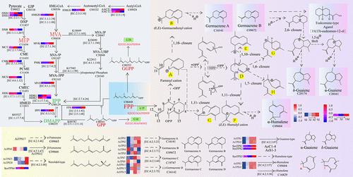 Sesquiterpenoids in Agarwood: Biosynthesis, Microbial Induction, and Pharmacological Activities