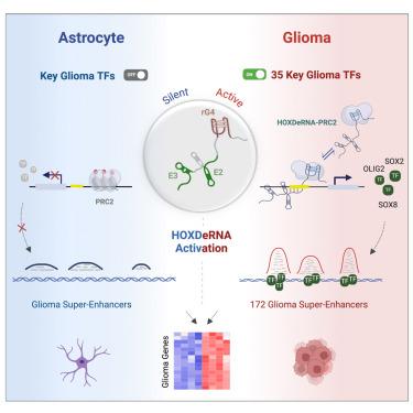 HOXDeRNA activates a cancerous transcription program and super enhancers via genome-wide binding