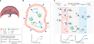 Regulators of placental antibody transfer through a modeling lens