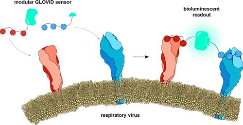 Direct and Ultrasensitive Bioluminescent Detection of Intact Respiratory Viruses