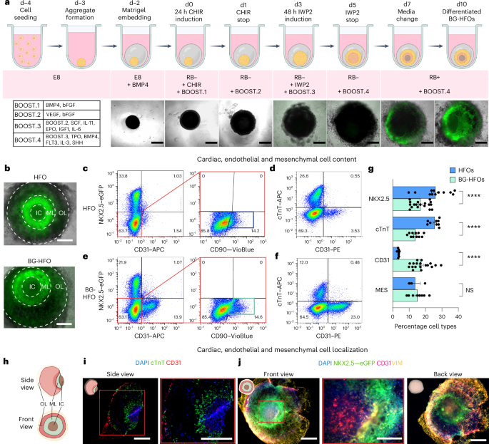 Blood-generating heart-forming organoids recapitulate co-development of the human haematopoietic system and the embryonic heart