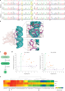 A circularly permuted CasRx platform for efficient, site-specific RNA editing