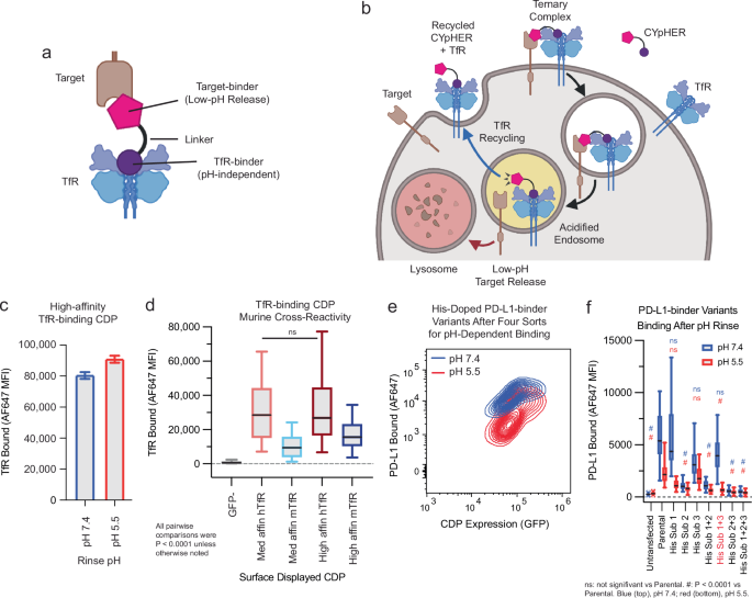 CYpHER: catalytic extracellular targeted protein degradation with high potency and durable effect