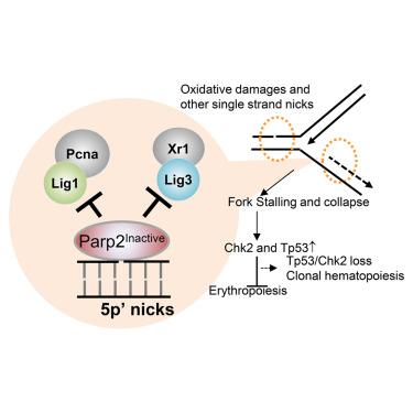 Inactive Parp2 causes Tp53-dependent lethal anemia by blocking replication-associated nick ligation in erythroblasts