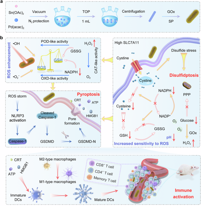 Intermetallics triggering pyroptosis and disulfidptosis in cancer cells promote anti-tumor immunity