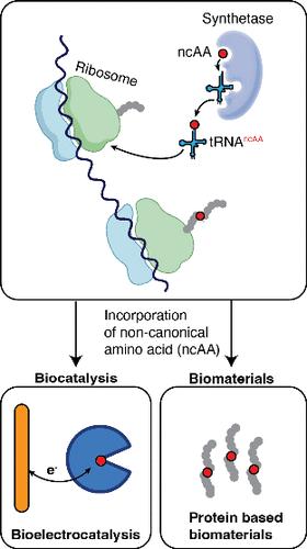 Expanding the Genetic Code of Bioelectrocatalysis and Biomaterials