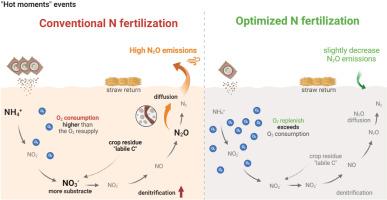 The divergent role of straw return in soil O2 dynamics elucidates its confounding effect on soil N2O emission