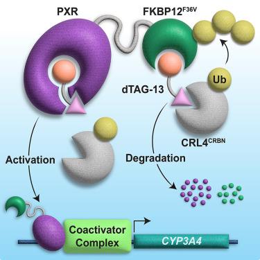 PROTAC-mediated activation, rather than degradation, of a nuclear receptor reveals complex ligand-receptor interaction network