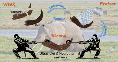 Calcium-Based Mineralized Hydrogels for Temporary Reinforcement and Conservation of Ancient Ivory Relics