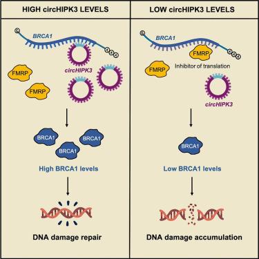 BRCA1 levels and DNA-damage response are controlled by the competitive binding of circHIPK3 or FMRP to the BRCA1 mRNA