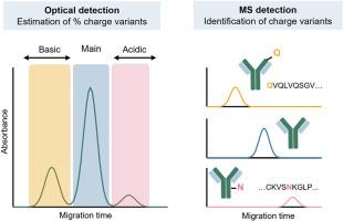 Characterization of Monoclonal Antibody Charge Variants under Near-Native Separation Conditions using Nanoflow Sheath Liquid Capillary Electrophoresis-Mass Spectrometry