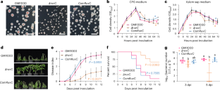 Holliday junction resolvase RuvC targets biofilm eDNA and confers plant resistance to vascular pathogens