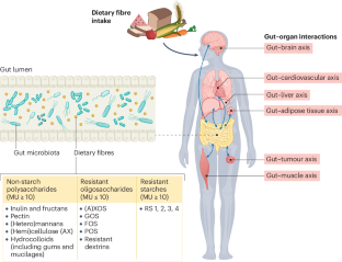 The gut microbiome and dietary fibres: implications in obesity, cardiometabolic diseases and cancer