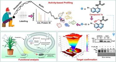 Activity-based protein profiling guided new target identification of quinazoline derivatives for expediting bactericide discovery: Activity-based protein profiling derived new target discovery of antibacterial quinazolines