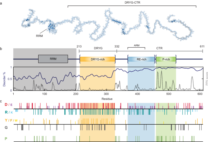 Disordered regions of human eIF4B orchestrate a dynamic self-association landscape.