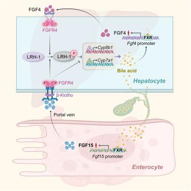 Hepatic FXR-FGF4 is required for bile acid homeostasis via an FGFR4-LRH-1 signal node under cholestatic stress