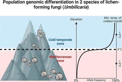 Genome-wide differentiation corresponds to climatic niches in two species of lichen-forming fungi