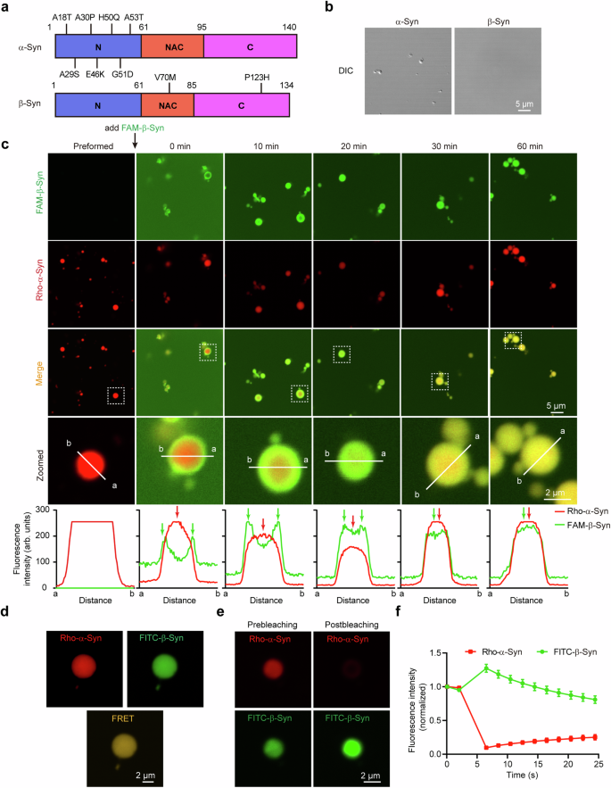 β-synuclein regulates the phase transitions and amyloid conversion of α-synuclein.