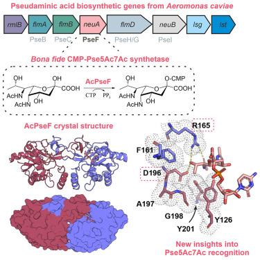 Structural dissection of the CMP-pseudaminic acid synthetase, PseF