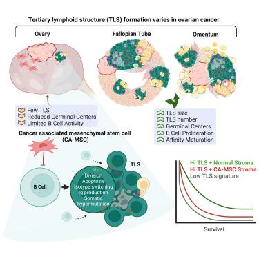 The activity of tertiary lymphoid structures in high grade serous ovarian cancer is governed by site, stroma, and cellular interactions