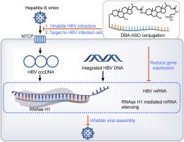 Novel NTCP ligand Dimeric Bile Acid Conjugated with ASO Reduce Hepatitis B Virus Surface Antigen in Vivo