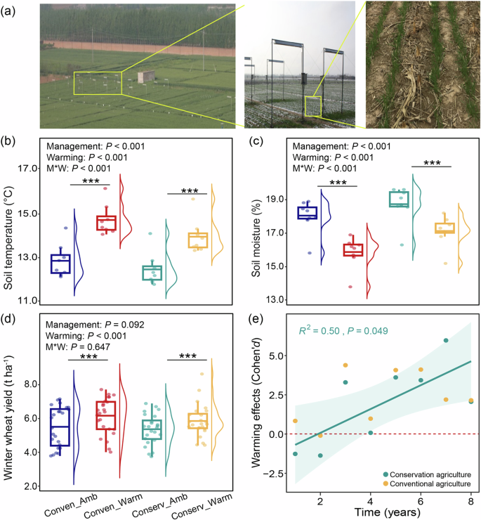 Conservation agriculture improves soil health and sustains crop yields after long-term warming