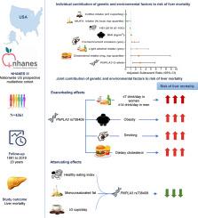 PNPLA3 rs738409, environmental factors and liver-related mortality in the U.S. Population