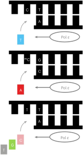 DNA polymerase ε produces elevated C-to-T mutations at methylated CpG dinucleotides