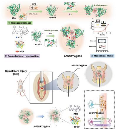 Tissue-Adaptive BSA Hydrogel with Dual Release of PTX and bFGF Promotes Spinal Cord Injury Repair via Glial Scar Inhibition and Axon Regeneration.