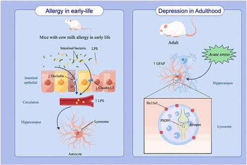 Early-Life Milk α<sub>S1</sub>-Casein Allergy Induces the Activation of Astrocytes in Mice and Leads to Stress Vulnerability in Adulthood.