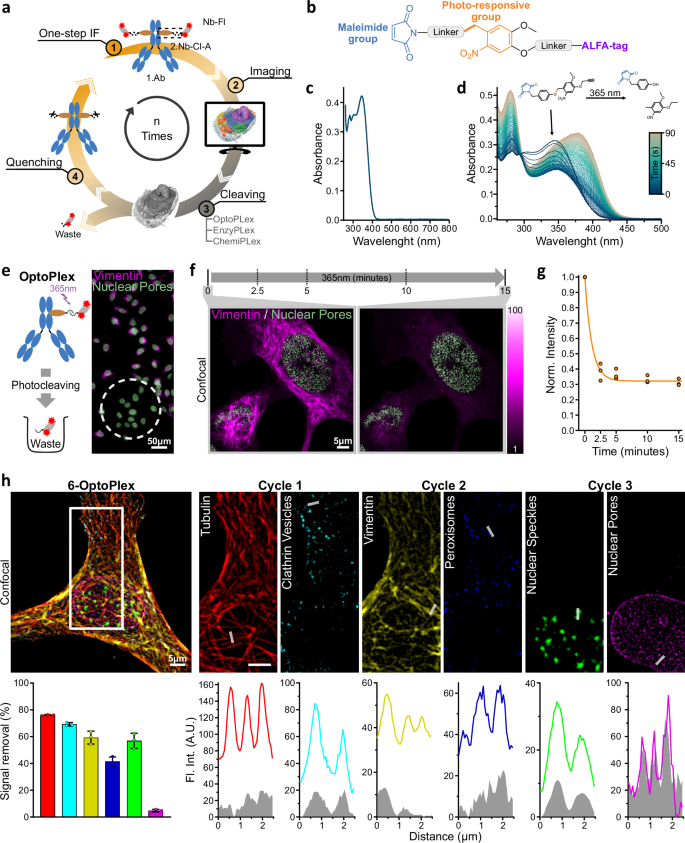 NanoPlex: a universal strategy for fluorescence microscopy multiplexing using nanobodies with erasable signals.