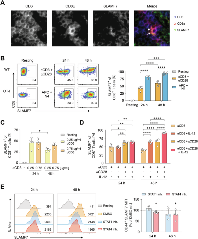 SLAMF7 (CD319) on activated CD8+ T cells transduces environmental cues to initiate cytotoxic effector cell responses