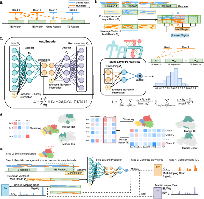 MATES: a deep learning-based model for locus-specific quantification of transposable elements in single cell