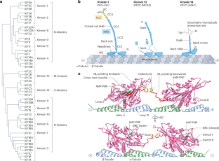 Mechanism and regulation of kinesin motors