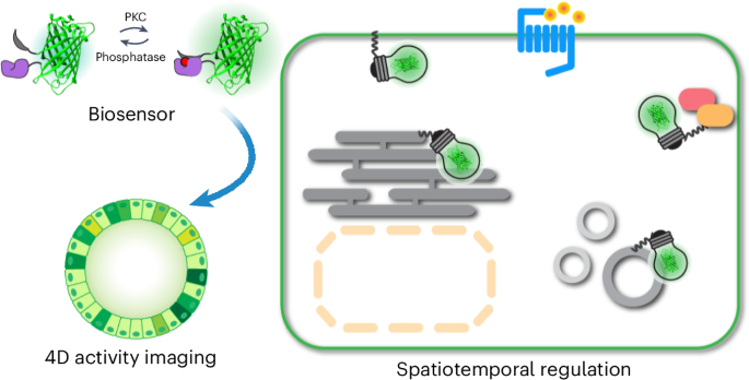 Sensitive fluorescent biosensor reveals differential subcellular regulation of PKC