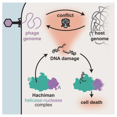 Genome integrity sensing by the broad-spectrum Hachiman antiphage defense complex