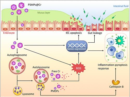 Sight of Aged Microplastics Adsorbing Heavy Metal Exacerbated Intestinal Injury: A Mechanistic Study of Autophagy-Mediated Toxicity Response.