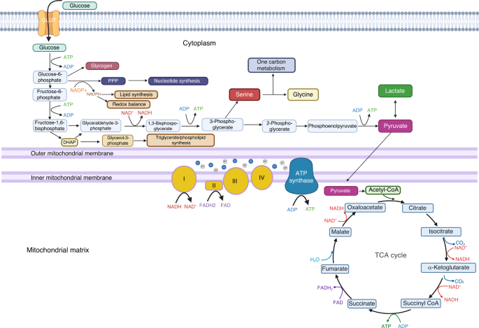 Metabolic reprogramming in skeletal cell differentiation