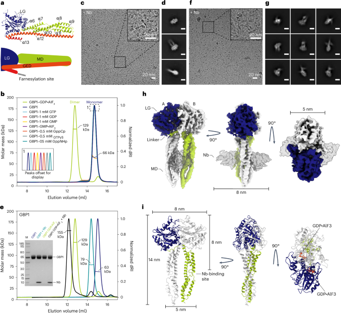 Structural basis of antimicrobial membrane coat assembly by human GBP1