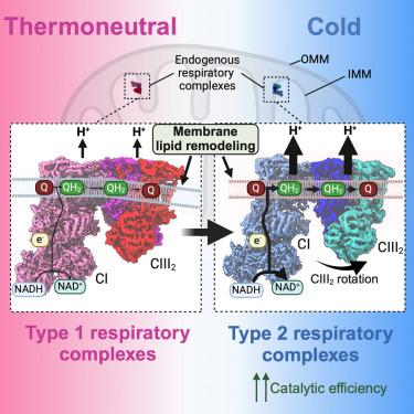 Structural basis of respiratory complex adaptation to cold temperatures