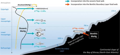 Mercury Stable Isotopes Reveal the Vertical Distribution and Trophic Ecology of Deep-Pelagic Organisms over the North-East Atlantic Ocean Continental Slope