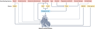 Pathophysiology of dilated cardiomyopathy: from mechanisms to precision medicine